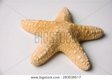 Sea Star From The Shores Of The Ionian Sea
