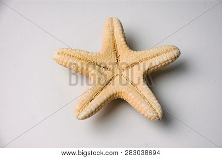 Yellow Sea Star From The Shores Of The Ionian Sea From Greece