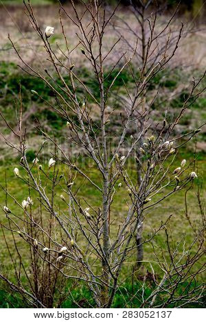 Magnolia Bush In The Spring, Latvia. Flowering Bush With Magnolia Flowers. White Flowering Shrub On 