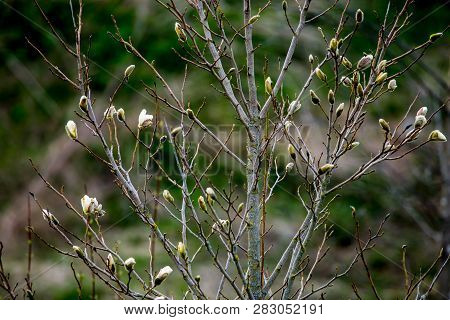 Magnolia Bush In The Spring, Latvia. Flowering Bush With Magnolia Flowers. White Flowering Shrub On 