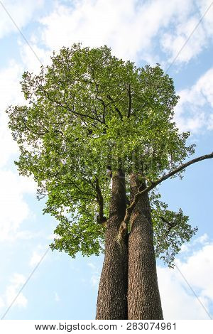 Green Trees In Sunlight On Blue Sky Background.