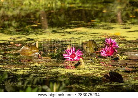 Pond With Lily Pads And Water Lilies At The Wetland Center At Sungei Buloh Wetland Reserve.
