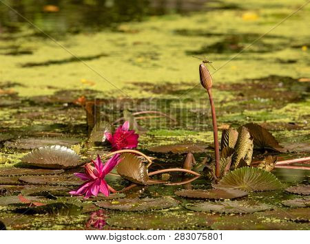 Pond With Lily Pads. Dragonfly Sits On Water Lily. Wetland Center At Sungei Buloh Wetland Reserve.