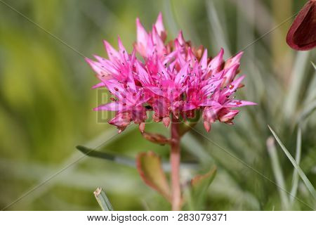 Pink Flower Of Sedum Spurium Or Caucasian Stonecrop In Garden