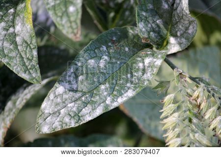 Powdery Mildew Caused By Golovinomyces Asperifoliorum On Green Leaf Of Prickly Comfrey Or Symphytum 