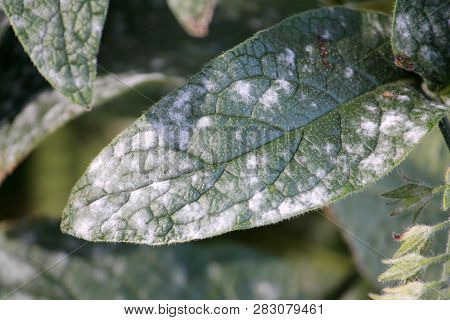 Powdery Mildew Caused By Golovinomyces Asperifoliorum On Green Leaf Of Prickly Comfrey Or Symphytum 