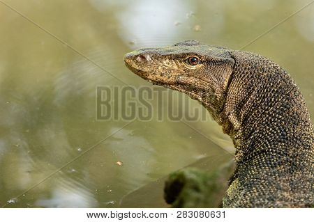 Portrait Of A Wild Malayan Water Monitor Lizard, Varanus Salvator, In Sungei Buloh Wetland Reserve, 