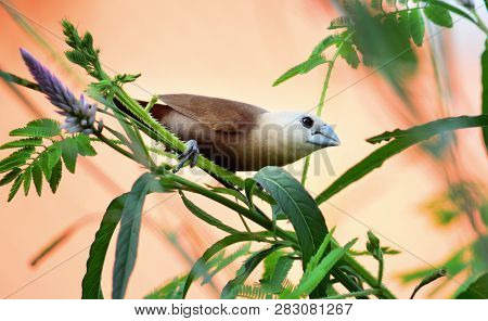 The White-headed Munia (lonchura Maja) Is A Species Of Estrildid Finch Found In Indonesia, Malaysia,