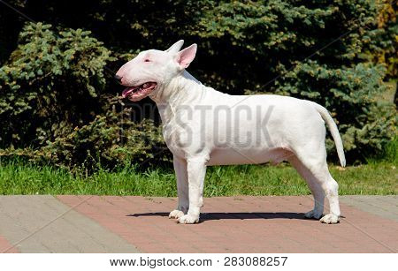 Bull Terrier White In Profile.  The Bull Terrier White Is In The Park.