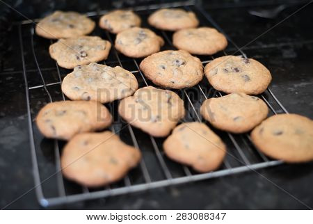 Fresh Baked Homemade Chocolate Chip Cookies Cooling On A Baking Rack