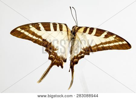 Graphium Euphrates Butterfly From The Philippines Islands