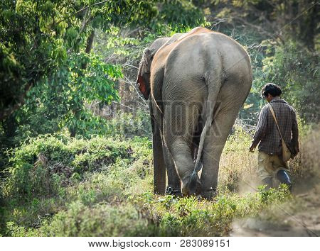After Another Days Work Carrying Tourists Around The Area,, The Elephant And His Keeper Head Back Ho