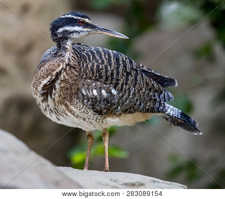 Greater Sunbittern Brown Bird Sitting On Rock