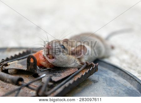 Disposal Dead Mouse Caught In Mousetrap In House Mice Control