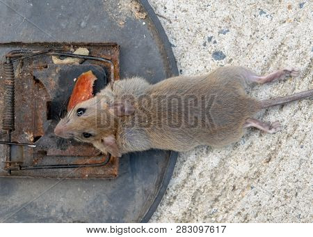 Disposal Dead Mouse Caught In Mousetrap In House Mice Control