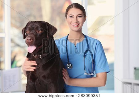 Veterinarian Doc With Dog In Animal Clinic