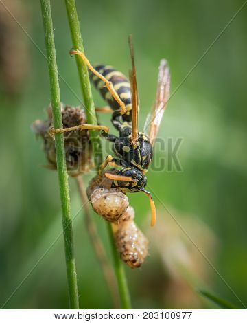 A European Paper Wasp (polistes Dominula) Eating Prey Sitting On Grass
