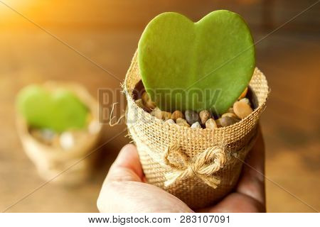 Hoya Cactus In Sackcloth Flower Pot On Hand With Sun Flare On Blurry One Hoya Cactus And Wooden Back