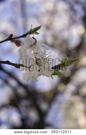 Blossoming Cherry Blossoms On A Branch With Swollen Buds And Green Leaves On A Background Of Unfocus