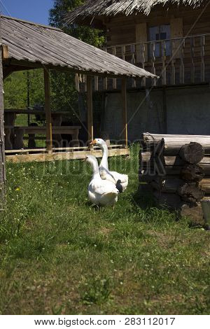 A Pair Of White Geese Walking On The Green Grass Against A Wooden Building On A Clear Sunny Summer D