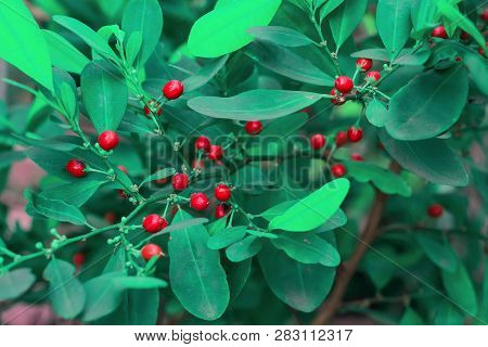 Red Orangeberry Fruit Tree In Nature Field.