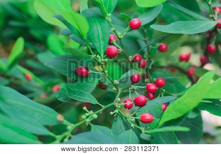 Red Orangeberry Fruit Tree In Nature Field.