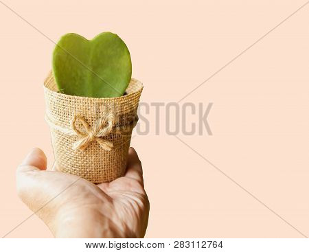 Hoya Cactus In Sackcloth Flower Pot On A Left Hand Isolate On Pink Background And Make With Paths.