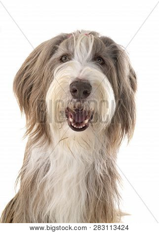 Bearded Collie In Front Of White Background
