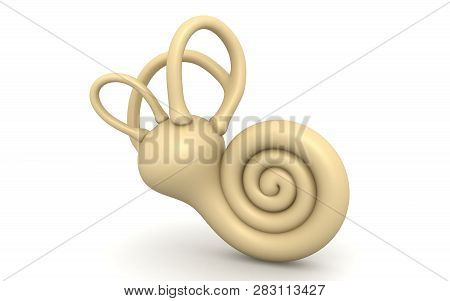 3d Rendered Inner Ear. Cochlea Isolated On A White Background