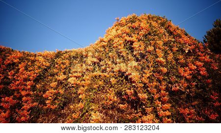 Orange Honeysuckle On Tall Garden Wall
