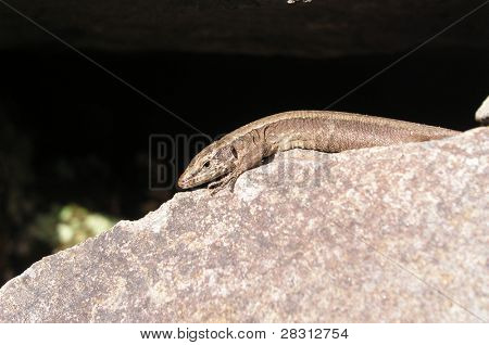 Lizzard