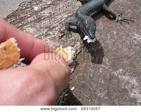 Lizzard