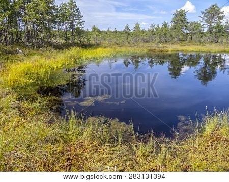 Landscape In Harku Forest Nature Trail Near Tallinn, Estonia