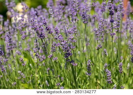 The Blooming Lavender Flowers In Provence, Near Sault, France