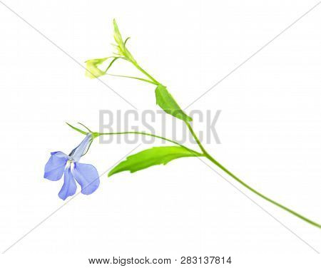 Blue Flower Of Lobelia Erinus Or Edging Lobelia Isolated On White Background