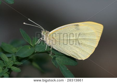 Borboleta