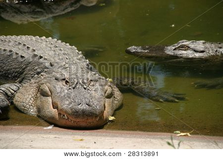 Aligator