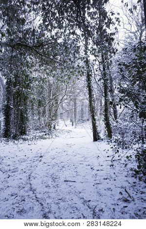 Snow Covered Path Through Woodland, Southgate, London