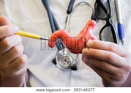 Doctor In White Medical Lab Coat Points Ballpoint Pen On Anatomical Model Of Human Or Animal Duodenu