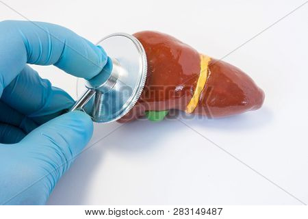 Hand Of Doctor Wearing Glove With Stethoscope And 3d Shape Of Liver. Photos Idea Where  Surgeon Or G