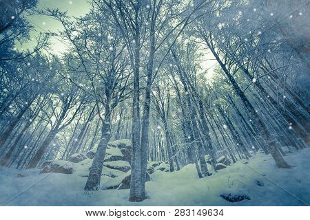 Magic Snowfall In The Enchanted Forest Of Mount Amiata In Tuscany