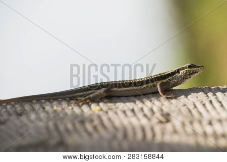 Closeup Of Blue-tailed Skink Lizard Stood On A Stone Path In Rural Countryside