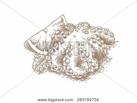 Drawing Of Octopus With Fresh Lemon And Leaf Of Parsley