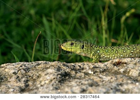 pěkné zelené lizzard v přírodě