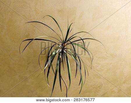 Popular Houseplant Dracaena With Long Narrow Leaves