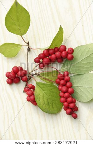 Ripe Fruits Of Red Schizandra With Green Leaves
