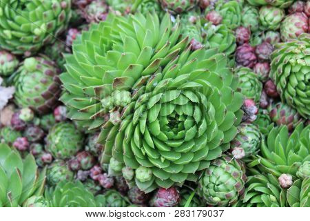 Big Green Purple Flower And Small Sempervívum