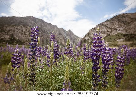 Wildflowers Lupine Growing In A Meadow Along The June Lake Loop In Eastern Sierra Nevada Mountains O