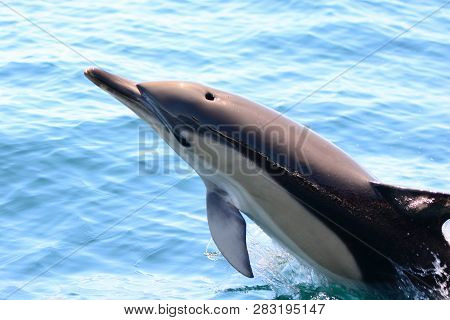 Close Up Of A Wild Dolphin Jumping Out Of The Water