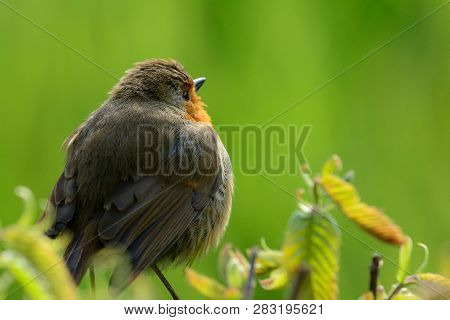 Portrait Of A European Robin (erithacus Rubecula) Perching On A Branch